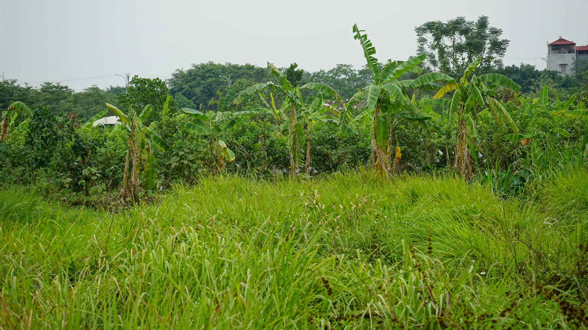 Lush green field with banana trees and foliage.